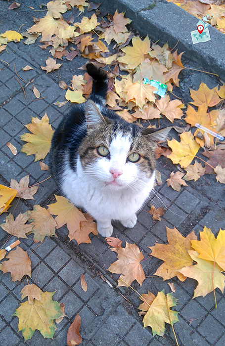 Cat, Plovdiv